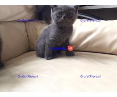 Scottish Fold Kittens.