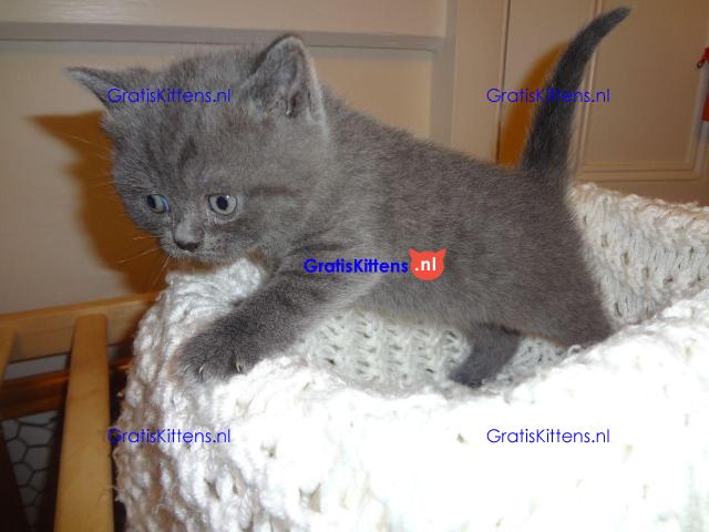 Scottish Fold Kittens.