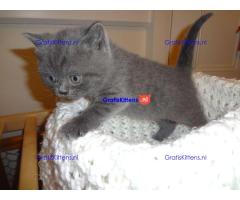 Scottish Fold Kittens.