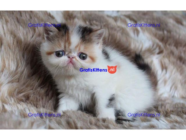 Mooi exotisch poppengezicht.