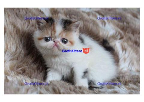 Mooi exotisch poppengezicht.