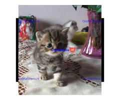 Mooi exotisch poppengezicht.