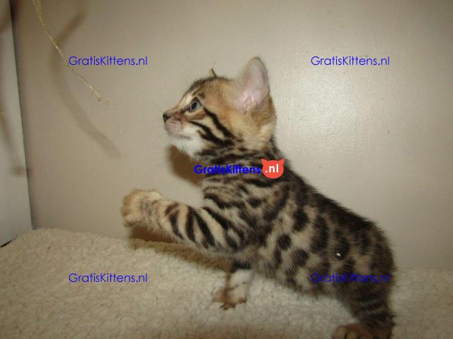 Nu klaar, prachtige Rosetted Bengal Kittens.