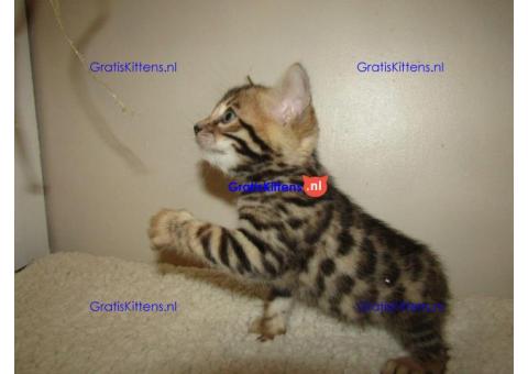 Nu klaar, prachtige Rosetted Bengal Kittens.