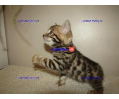 Nu klaar, prachtige Rosetted Bengal Kittens.