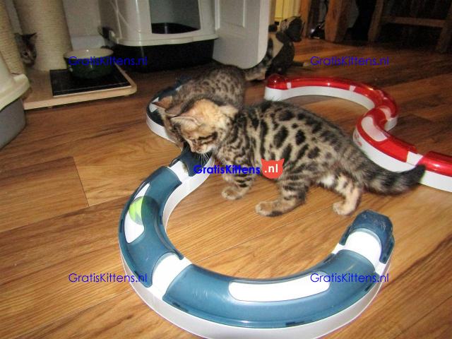 Nu klaar, prachtige Rosetted Bengal Kittens.