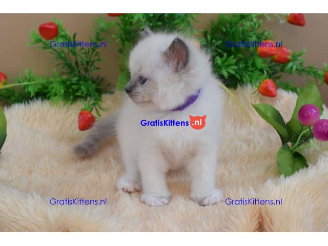 Gccf Ragdoll-katjes.