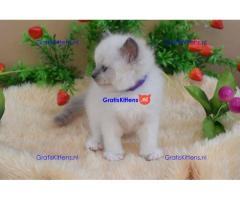 Gccf Ragdoll-katjes.
