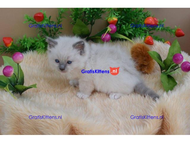 Gccf Ragdoll-katjes.