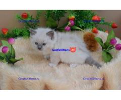 Gccf Ragdoll-katjes.