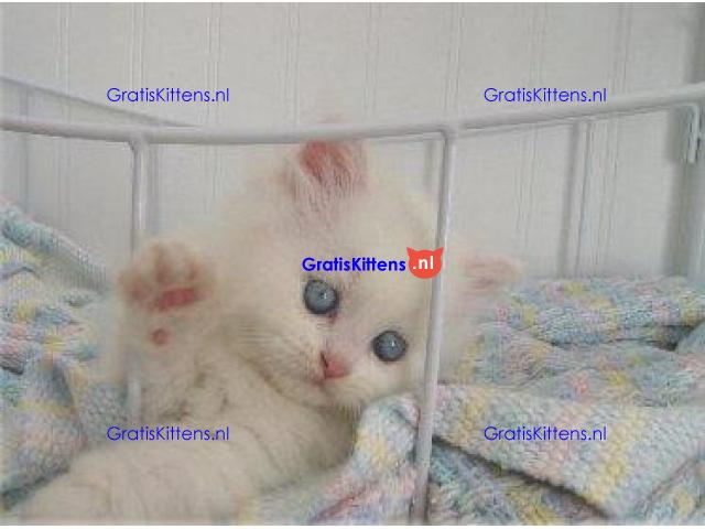 Glorieuze chocolade Perzische kittens.