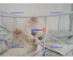 Glorieuze chocolade Perzische kittens.