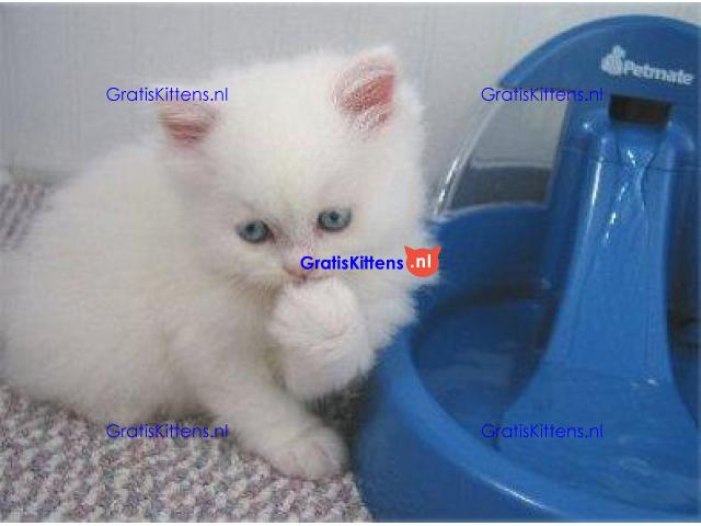 Glorieuze chocolade Perzische kittens.