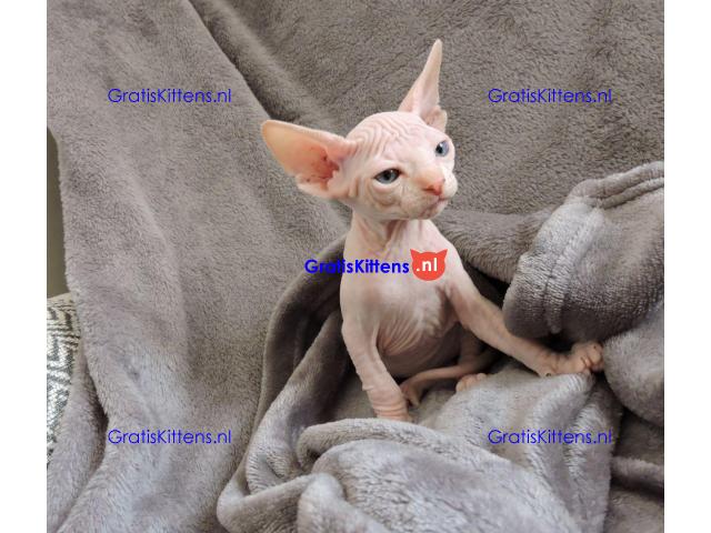 Mooie Blue Eyed Sphynx-kittens..
