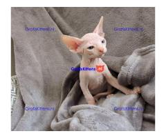 Mooie Blue Eyed Sphynx-kittens..