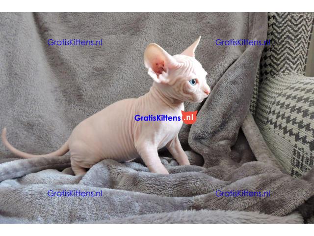 Mooie Blue Eyed Sphynx-kittens..