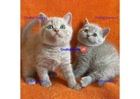 Britse Korthaar Kittens