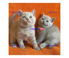 Britse Korthaar Kittens