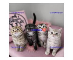 Scottish Fold-baby's