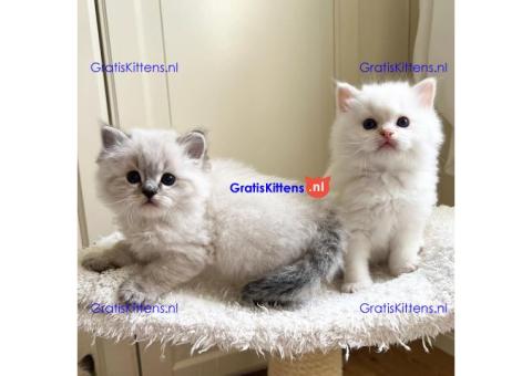 Schattige Ragdoll-katjes