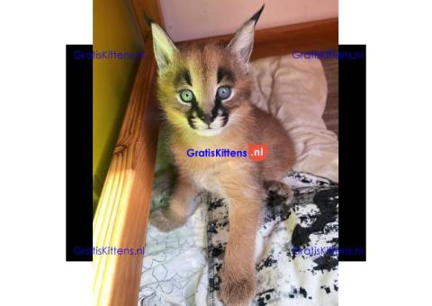 Caracal-baby's