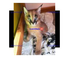 Caracal-baby's