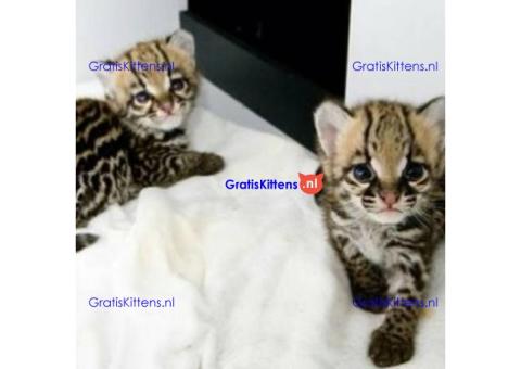 Lovely Ocelot Cats, Male And Females