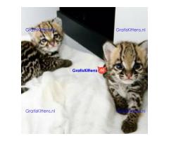 Lovely Ocelot Cats, Male And Females