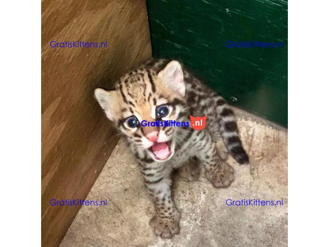 Lovely Ocelot Cats, Male And Females