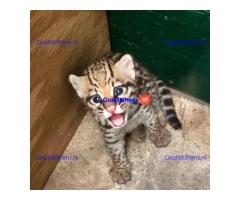 Lovely Ocelot Cats, Male And Females