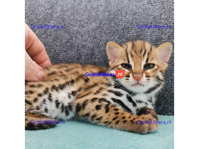 Lovely Ocelot Cats, Male And Females