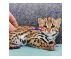Lovely Ocelot Cats, Male And Females