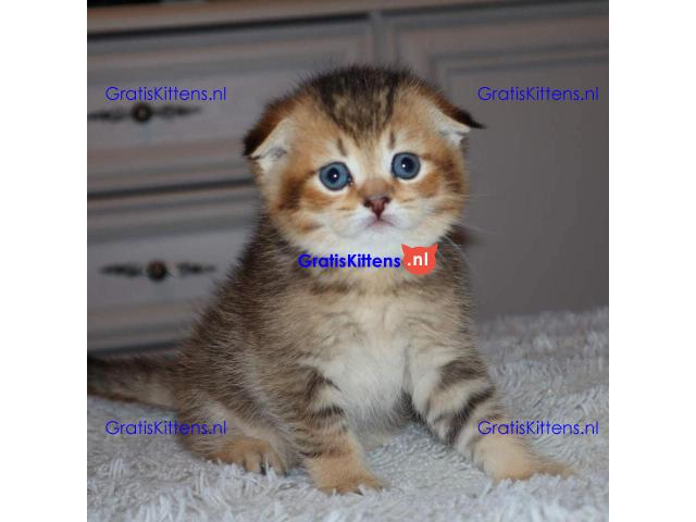 Scottish Fold Kittens for sale