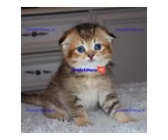 Scottish Fold Kittens for sale