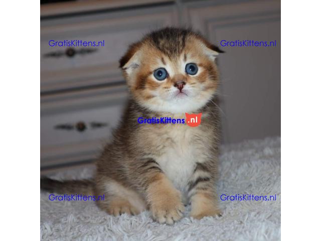 Scottish Fold Kittens for sale