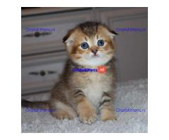 Scottish Fold Kittens for sale