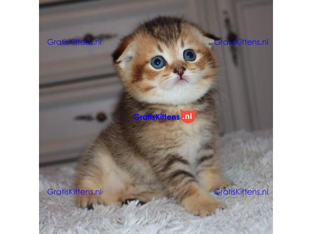 Scottish Fold Kittens for sale