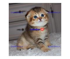 Scottish Fold Kittens for sale