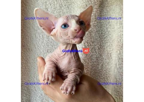 Sphynx Kittens for sale