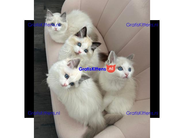 Ragdoll kittens for adoption
