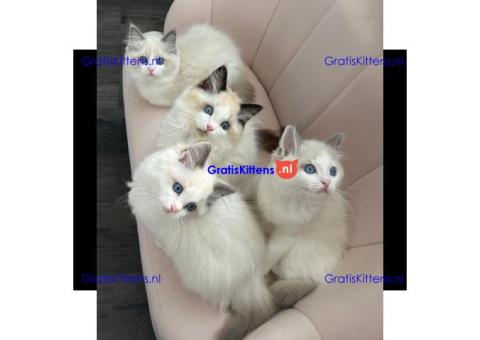 Ragdoll kittens for adoption
