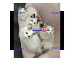 Ragdoll kittens for adoption