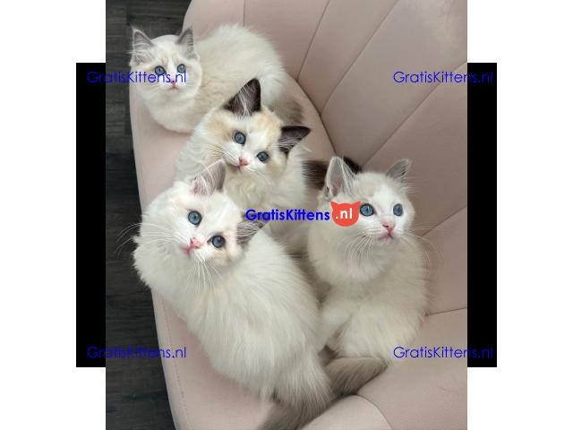 Ragdoll kittens for adoption