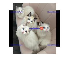 Ragdoll kittens for adoption