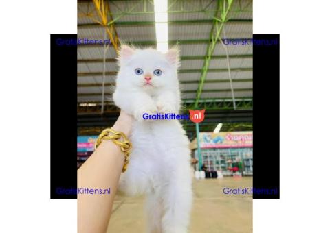 Persian kittens Available for Sale
