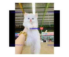 Persian kittens Available for Sale