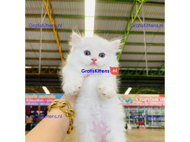 Persian kittens Available for Sale