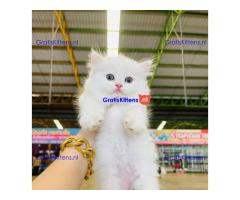Persian kittens Available for Sale