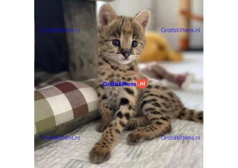 Serval Kittens for adoption
