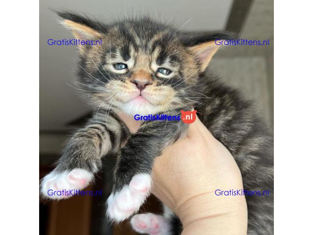 Maine Coon Kittens for sale